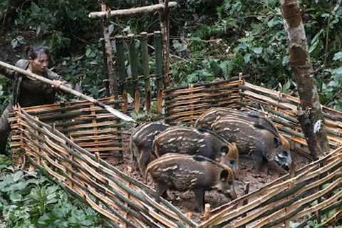 Detect wild boar, build fence to trap wild boar, survive rainy season, survival alone