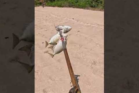 Catching dinner with hand made spear 🔱🐟