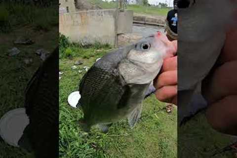 Fishing belleville dam… If I catch a fish, I get $50 #bet #funny #fishing #bass #fisherman