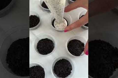 Cookies and cream dessert cups! #dessert #oreo #nobake