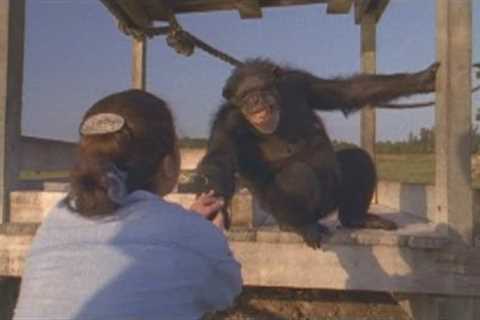 Emotional Reunion with Chimpanzees