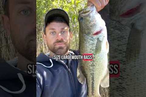 Fishing at Wolf Lake 🎣 #fishing #fishinglife #fishingvideo #fishingtime