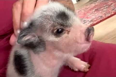 Piglet sweetly tells mom when it's bedtime