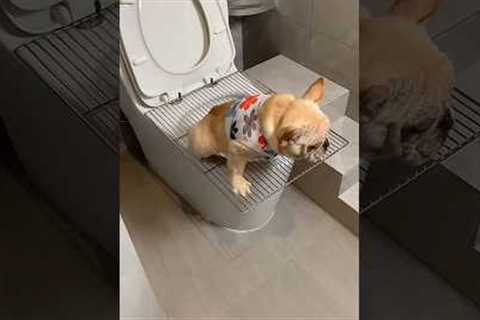 How to train your dog to use the toilet | How to potty train a puppy #dog #puppy #shorts