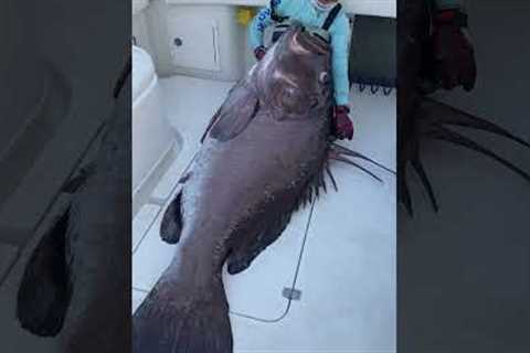 Massive Warsaw Grouper