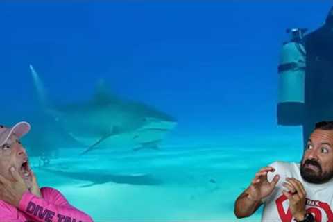 Divers React to Tiger Shark approaching diver from behind