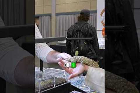 That's a big reptile 😳@livingwildllc2.0 #lizard #reptile #gecko #exoticpets #cute #reptiles