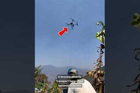 Banana Harvest Takes Flight with Drone Technology🧐 #shorts