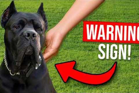 5 Signs Your Dog Owns You...And How To Fix It!