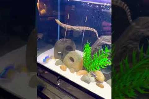 Lizard Swimming! #quincemonitor #lizard #lizards #reptile #reptiles #swim #fyp