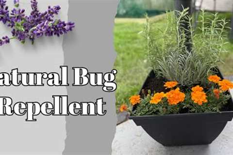 DIY Mosquito Repellent Planter: Top Plants to Naturally Keep Bugs Away!
