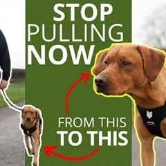 Best Trick To Stop Your Dog Pulling On The Leash