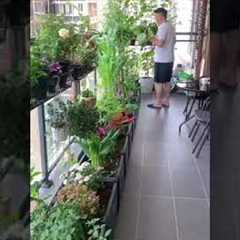 Growing vegetables with flowers on the balcony is both beautiful and easy