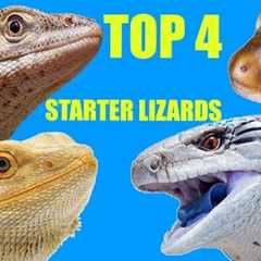 Top 4 Best Beginner Lizards