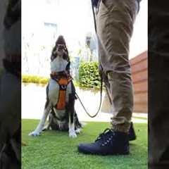 Training a dog not to pull on leash