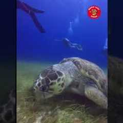Let’s dive! #travel #scuba   #diving #scubadiving #mexico