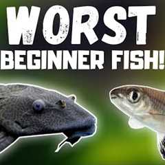 Top 7 WORST Beginner Fish! (BEWARE)