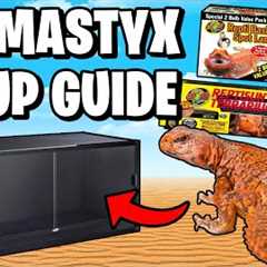 Uromastyx Setup for Beginners