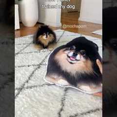 How I toilet trained my dog 😄 #dog #pomeranian