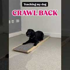 Teach your dog this fun, easy trick! 🐾 #dog #tutorial