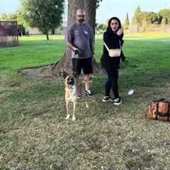 Rescue Dog Turns Out Super Reactive. Dog Daddy Comes To Help.