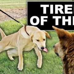 STOP Your Dog From Pulling To Other Dogs!