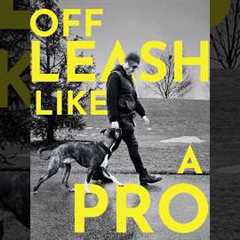 How to teach your dog to walk with you even when off leash #dogtraining