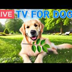 🔴24 Hours of Dog TV🎵🐶Relaxing Music for Dog Sleep🐾🩷Soothing Dog Music for Stress and Anxiety..
