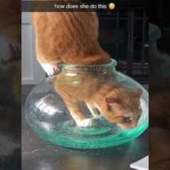 Proof that cats are liquid ❤️😂
