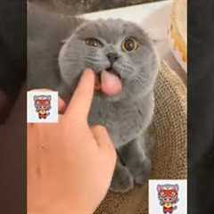 How To Calm An Angry Cat !!!