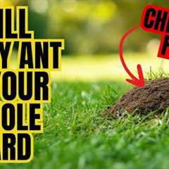 Natural Way To Rid Your Entire Yard Of ANTS (WITHOUT CHEMICALS)