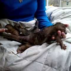 Baby Kinkajous for sale, Four baby kinkajous, kinkajous as pets