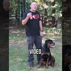 Stop Chasing: Fix Your Dog's Recall FAST!
