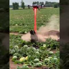 Drone to kill harmful pigs #villagelife#smartfarming #rurallife #farmingtraditions#farming101