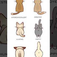 Cat Tail Language - Cat Tail Meaning Body Language