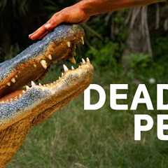 Owning An Exotic Pet Goes Wrong | Predator Pets Mega Marathon
