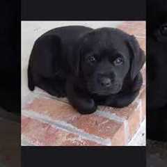 #funny Labrador Puppy Training Videos | Dog Training | How to train your dog | #short #dog #youtube