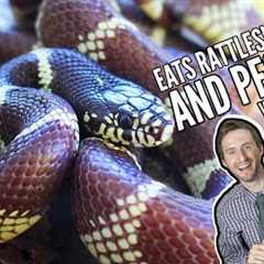 California Kingsnake, The Best Pet Snake?