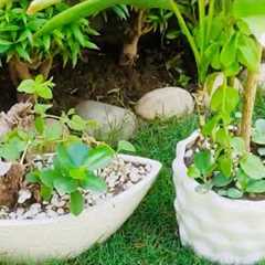 Indoor Plants Growing Ideas in A Pot / Plantsdecor / Gardening Ideas / Houseplants / Homedecor / DIY