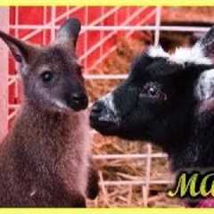 The Easiest Exotic Pets to Care For??