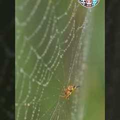 Spiders Slurp Their Food #viralshorts