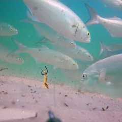 Attached an Underwater Camera to my Fishing Line (How Fish React)