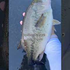 Top 5 BEST lures for BASS!😳 #fishing #shorts