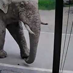 Wild elephant goes on chaotic shopping spree in Thai supermarket