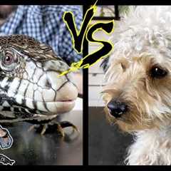 Tegu vs Dog - Head To Head