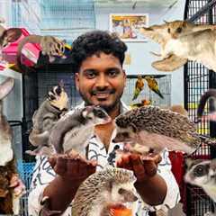Want to Buy a Sugar Glider Must Watch this Video | Exotic Pets Shop in Chennai