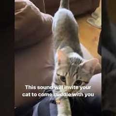 This sound will make your Cat come cuddle with you 🙈