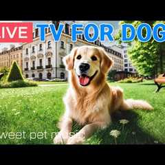 🔴24 Hours of Dog TV🎵🐶Sleep Aid Music for Dogs🐶💕Calming Music for Dogs to Ease Separation and..