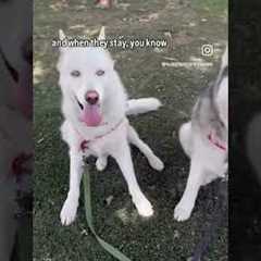 Quick Stay Game, Distracting Environment #husky #dogs #dog #dogshorts #dogtraining