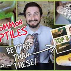 Top 5 UNCOMMON Reptiles For Beginners